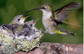 Ruby-Throated Hummingbird